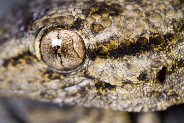 Moorse Gecko (Tarentola mauritanica) — Stockfoto