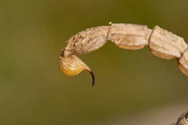 Buthus Akrep sokması kuyruk — Stok fotoğraf