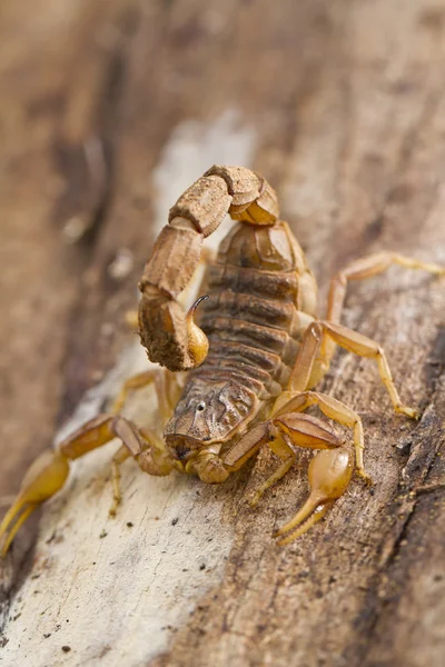 Buthus scorpion — Stock Fotó