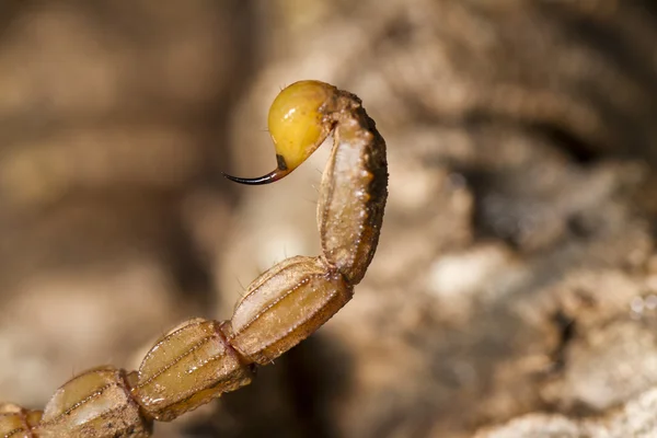 Buthus scorpion sting tail — Stock Photo, Image