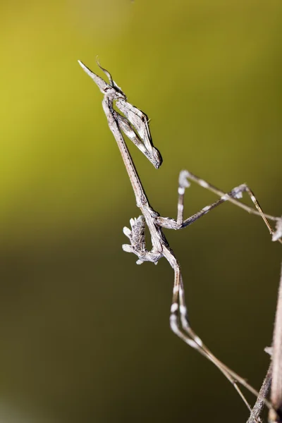 Mantis Palo (Empusa pennata) — Stock Photo, Image
