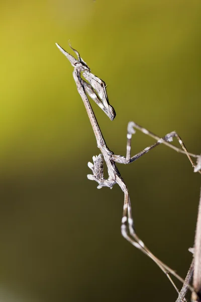 Kudlanka Palo (Empúsa pennata) — Stock fotografie