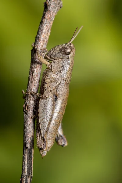 Macro tiro de um inseto gafanhoto marrom — Fotografia de Stock