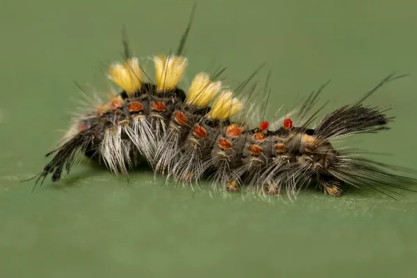 Rusty Tussock Moth caterpillar — Stock Photo, Image
