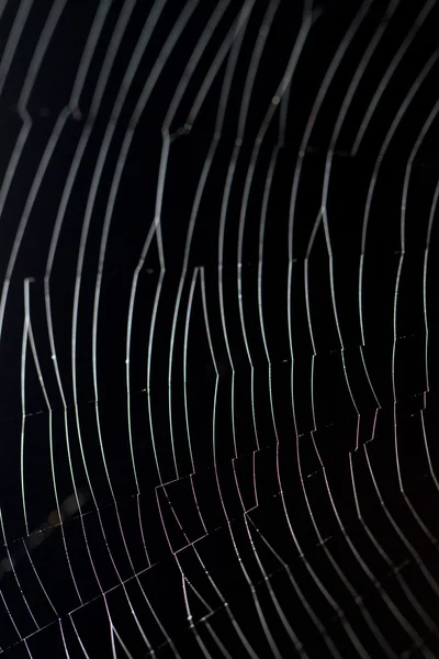 Spider web — Stock Photo, Image