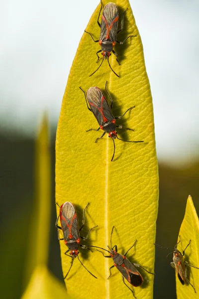 Red bugs (lygaeus equestris) on a plant — Stock Photo, Image