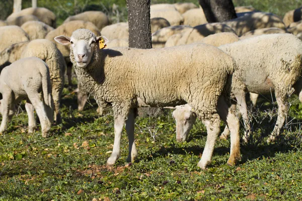 Hjorden av får — Stockfoto