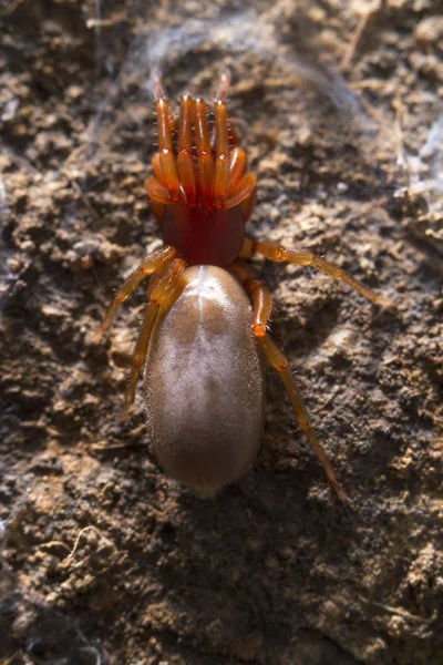 Tespih böceği örümcek (Dysdera crocata) — Stok fotoğraf