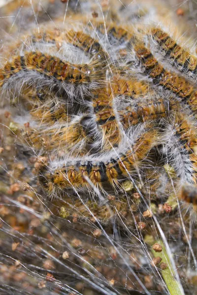 Fenyő (Thaumetopoea pityocampa) Processionary hernyók — Stock Fotó