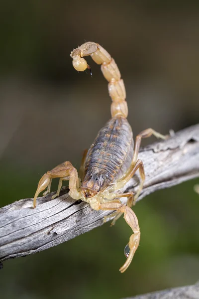 东亚钳蝎蝎 (天蝎 occitanus) — 图库照片