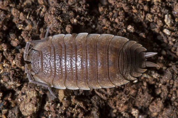 Pillbug on the dirt — Stock Photo, Image