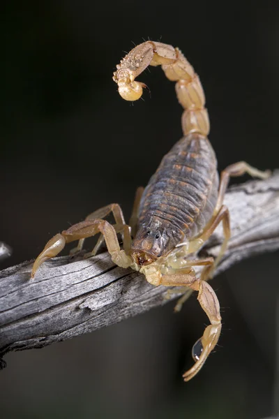 Buthus scorpion (scorpio occitanus) — Stock Photo, Image