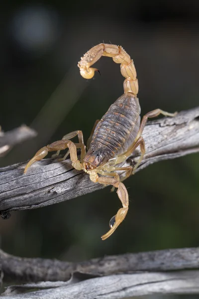 Buthus scorpion (scorpio occitanus) — Stock Photo, Image