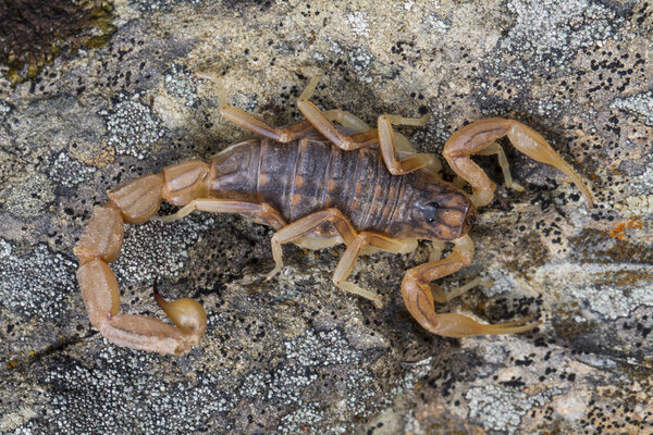 buthus scorpion (scorpio occitanus)