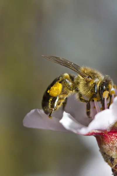 Inseto abelha mel — Fotografia de Stock