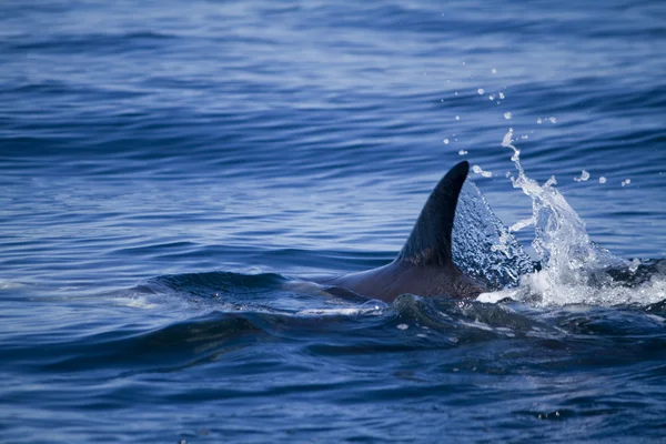 Wild dolphins — Stock Photo, Image