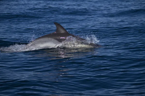 Wild dolphins — Stock Photo, Image