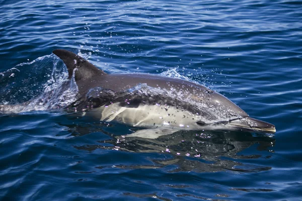 Wilde dolfijnen — Stockfoto