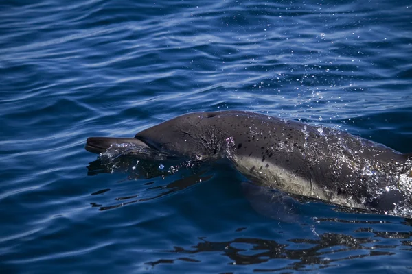 Wild dolphins — Stock Photo, Image