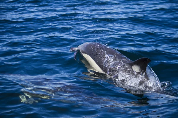 Wild dolphins — Stock Photo, Image