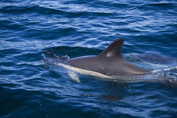 Άγρια δελφίνια — Φωτογραφία Αρχείου
