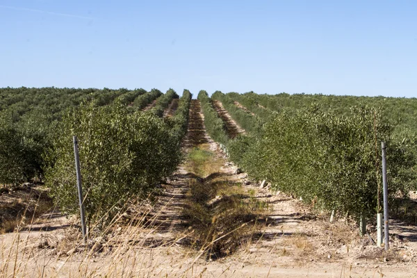 Plantation of olive trees — Stock Photo, Image