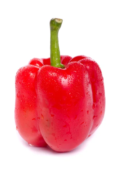 Frische rote Paprika — Stockfoto