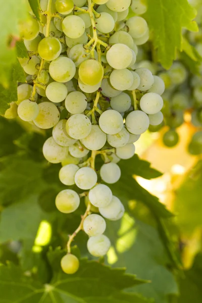 Grapes on a vineyard — Stock Photo, Image