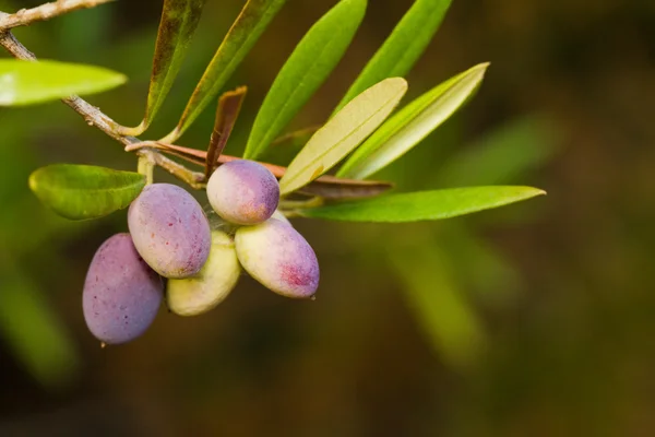 Rama de aceitunas — Foto de Stock