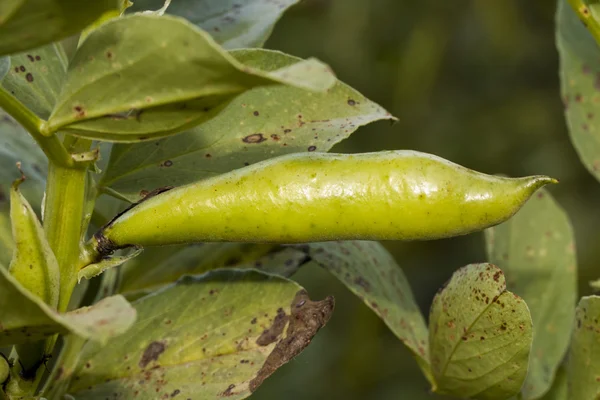 Fava boon plant — Stockfoto