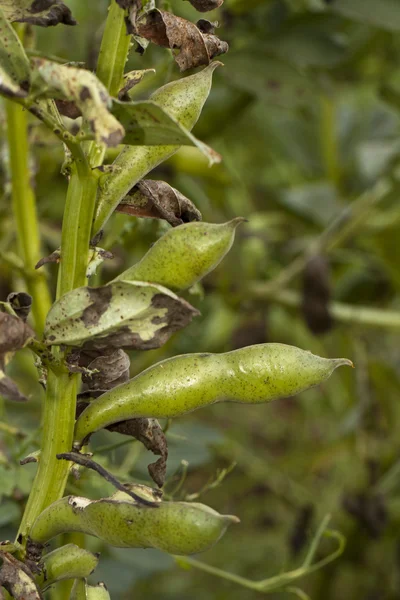 Fava 콩 식물 — 스톡 사진
