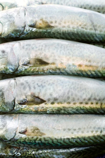 Sarda atlântica — Fotografia de Stock