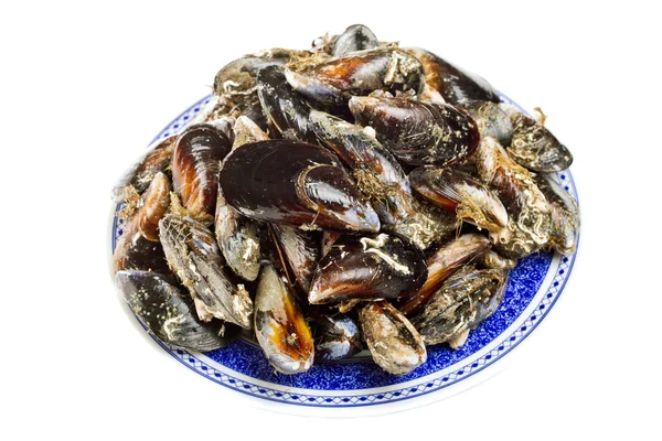 Blue mussel bivalve — Stock Photo, Image