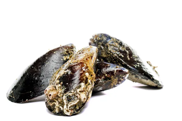 Bivalve di cozze blu — Foto Stock