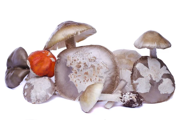 Verschillende wilde paddestoelen — Stockfoto