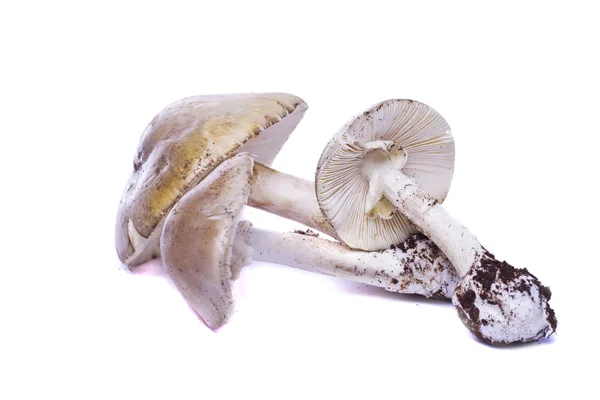 Verschillende wilde paddestoelen — Stockfoto