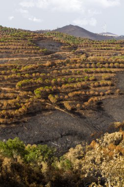 Bir orman yangınından geriye kalanlar