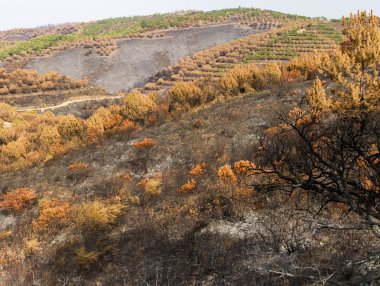 Bir orman yangınından geriye kalanlar