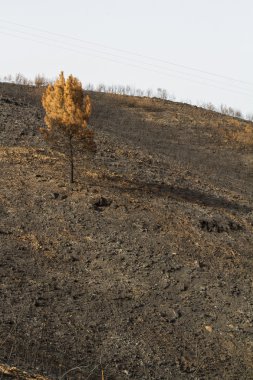 Bir orman yangınından geriye kalanlar