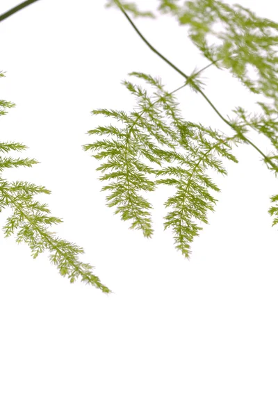 蕨芦笋园林植物 — 图库照片