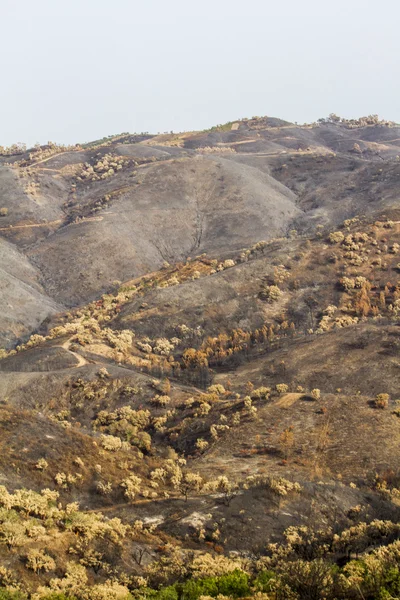 Remains of a forest fire — Stock Photo, Image