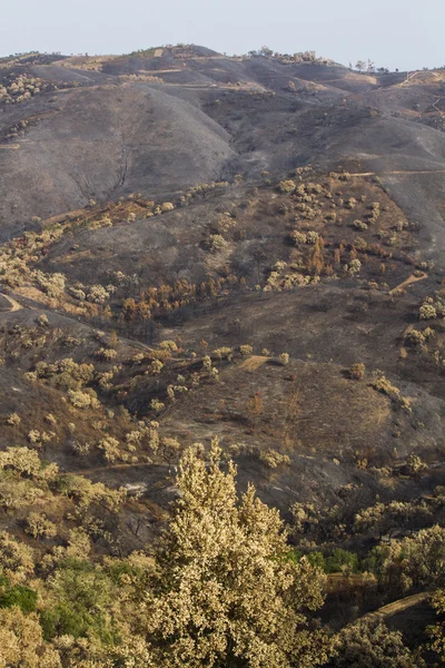 Remains of a forest fire — Stock Photo, Image