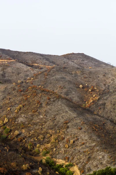 Remains of a forest fire — Stock Photo, Image