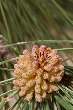 Doğu beyaz çam ağacı