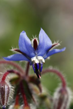 Starflower borage clipart