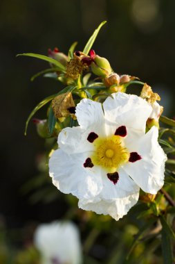 Cistus ladanifer çiçek