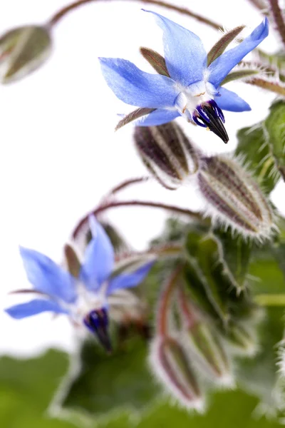 Flor de borragem — Fotografia de Stock