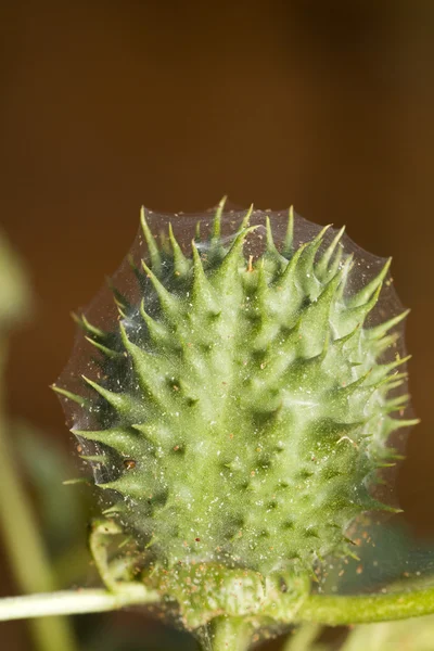 Spiky cocoon flower with spider web — Stock Photo, Image