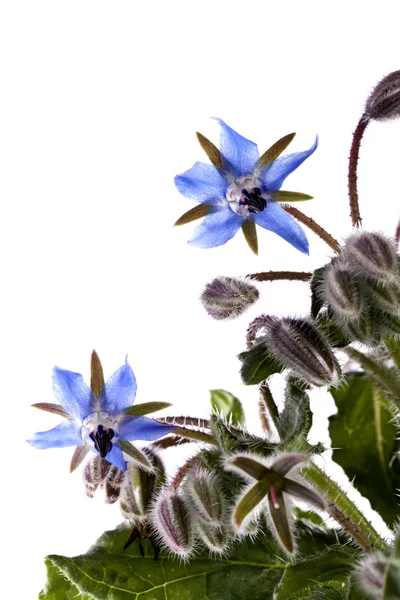 Borage flower — Stock Photo, Image