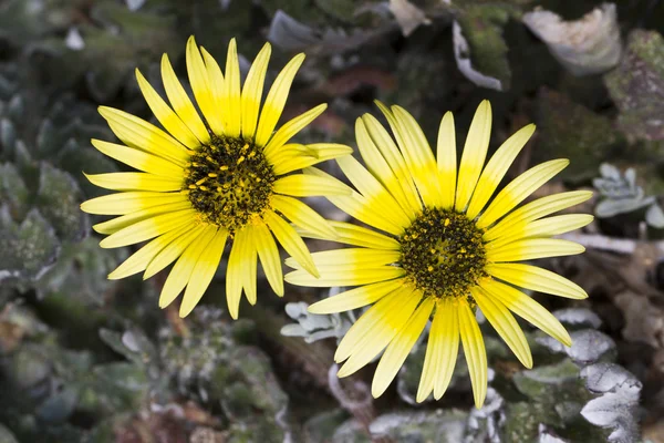 黄色の花、分離されたヒナギク — ストック写真